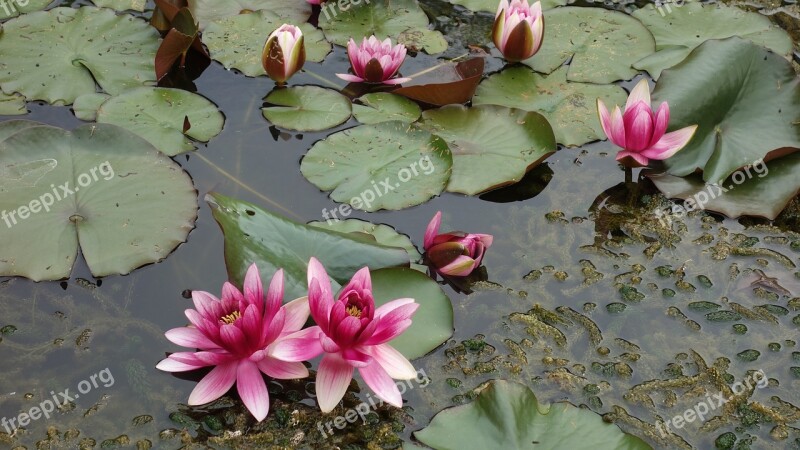 Pond Water Green Water Fauna Water Lily