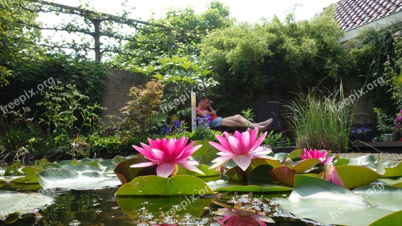 Pond Water Green Water Fauna Water Lily