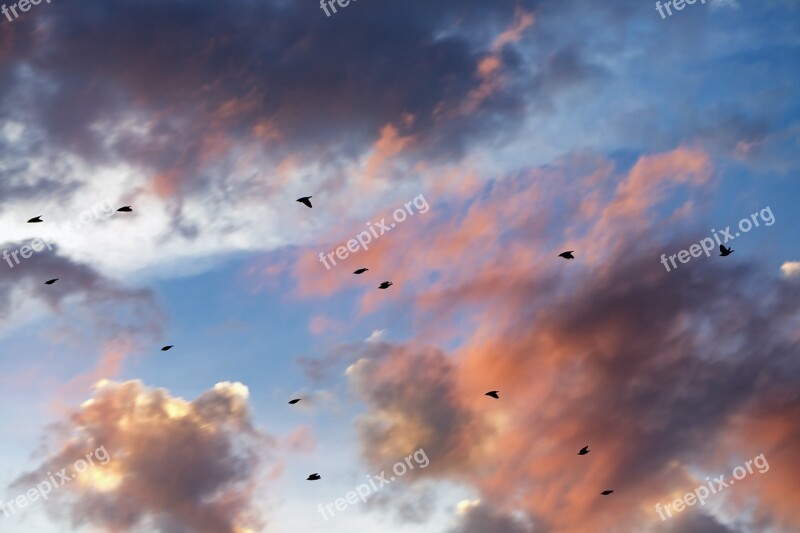 Sunset Clouds Cloudscape Birds Nature