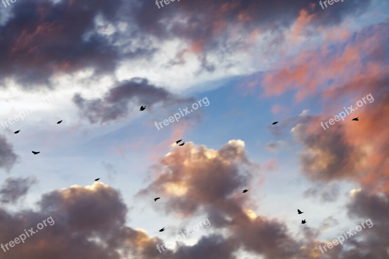 Sunset Clouds Cloudscape Birds Nature