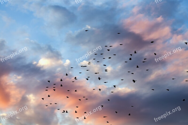 Sunset Clouds Cloudscape Birds Nature