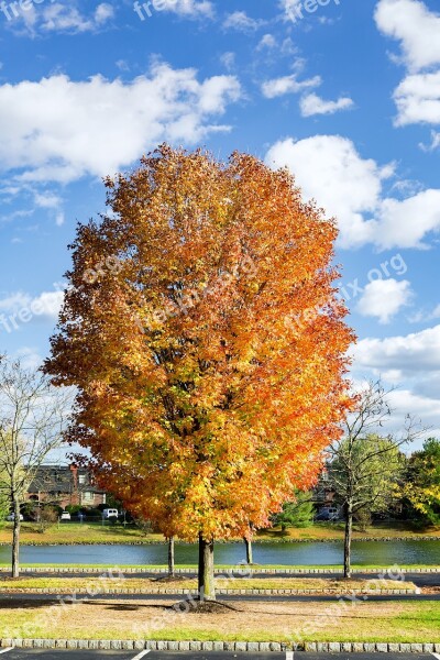 Fall Tree Colorful Leaves Fall Leaves Autumn