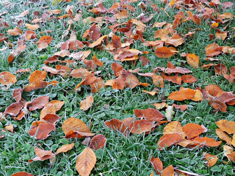 Foliage Autumn Yellow Leaves Nature Autumn Gold