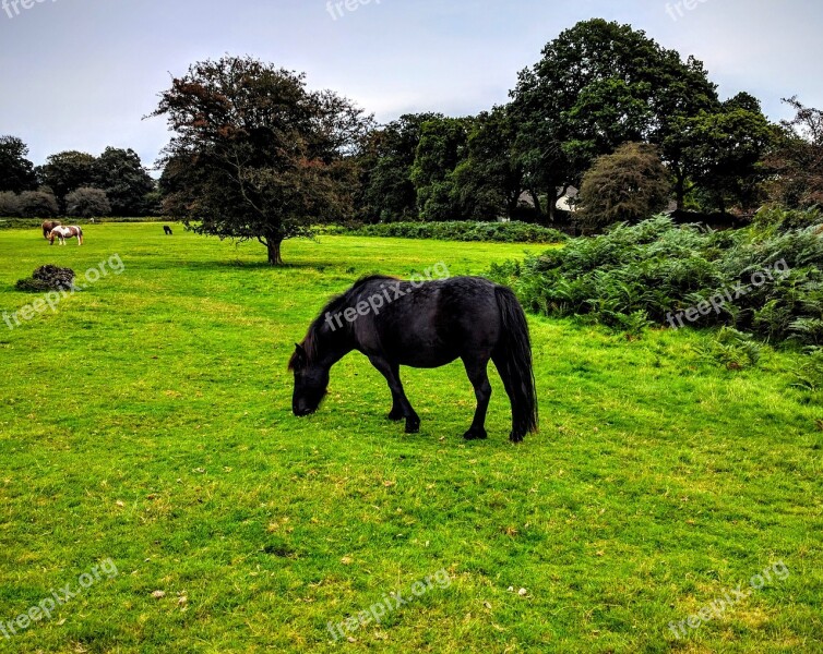 Pony Trees Grazing Nature Rural