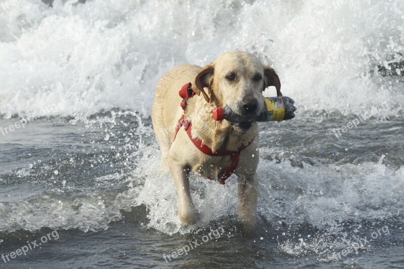 Beach Dog Sea Pet Sand