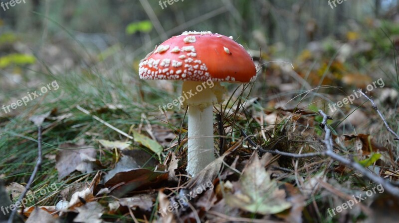 Autumn Mushroom Mushrooms Grass Nature