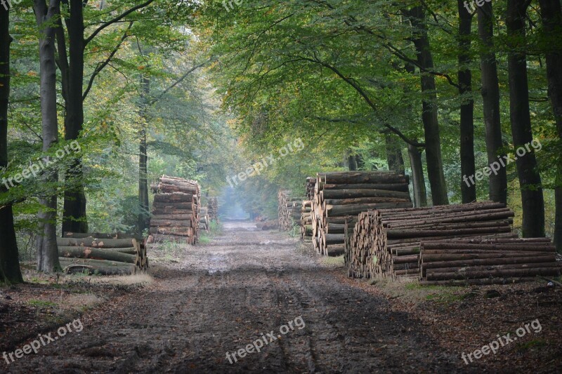 Autumn Forest Nature Trees Avenue