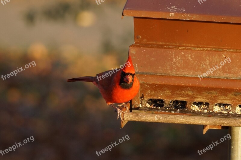 Cardinal Male Redbird Wildlife Bird