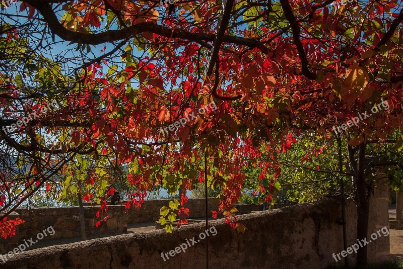 Herald Creeper Fall Foliage Free Photos