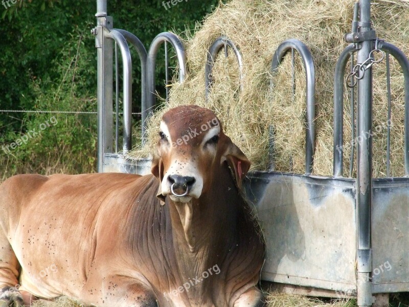 Indian Rind Brahma Rind Bull Indian Cattle Imposing