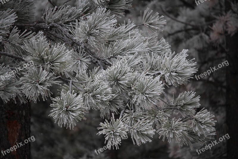 Trees Winter Snow Ice Frost