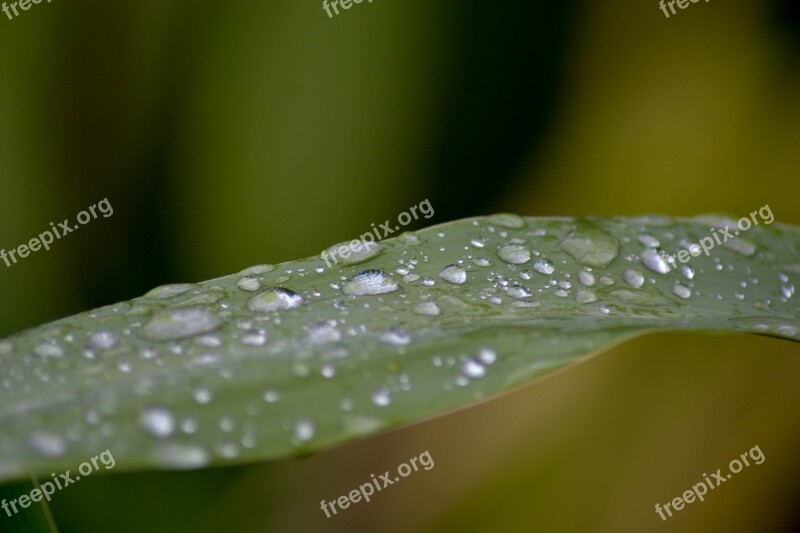 A Drop Of Water On Bamboo The Morning Leaf Green