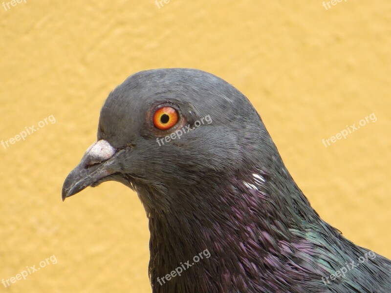 Dove Bird Pigeon Head Red Eye