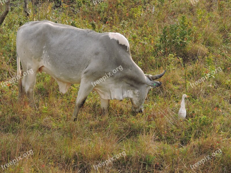 Pasture Boi Field Cow Rural