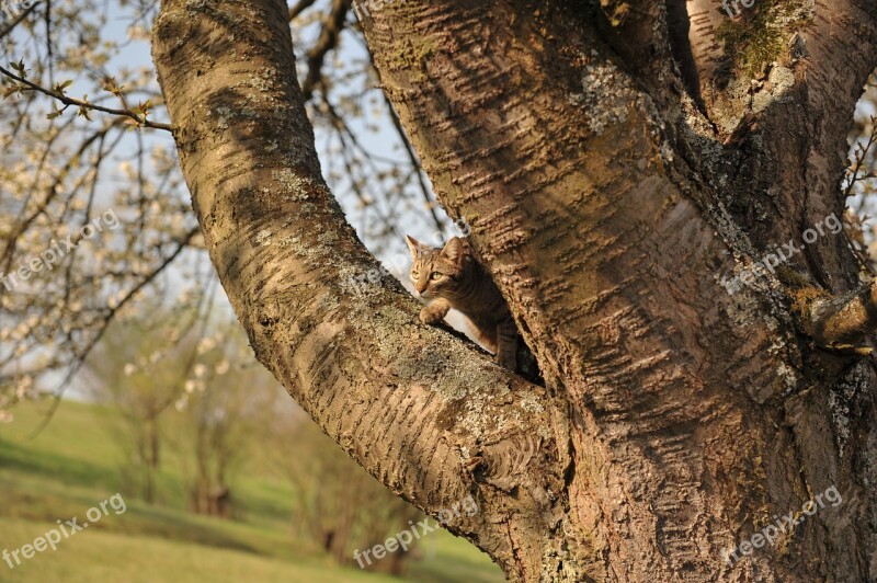 Tree Cat Climb Pet Spting