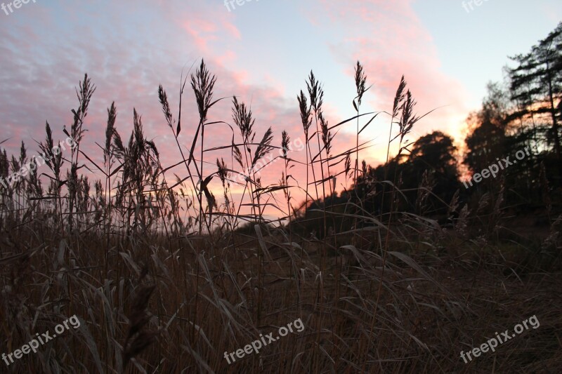 Sunset Nature St Petersburg Russia Russia Silence