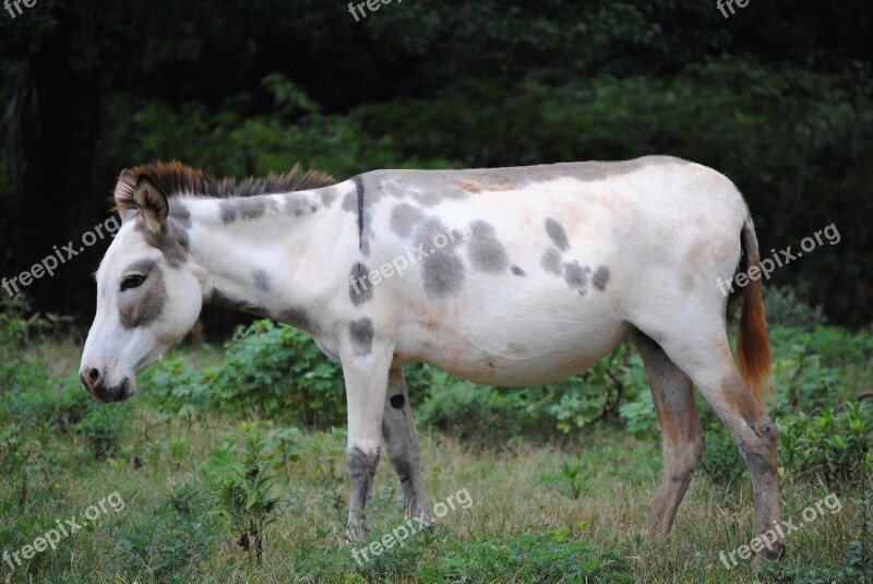 Donkey Animal Farm Countryside Farm Animals