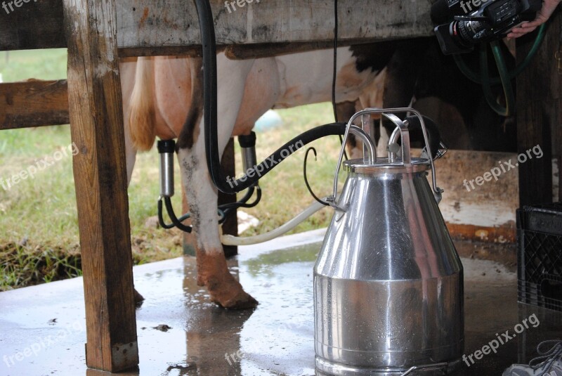 Milking Farm Animal Dairy Cow