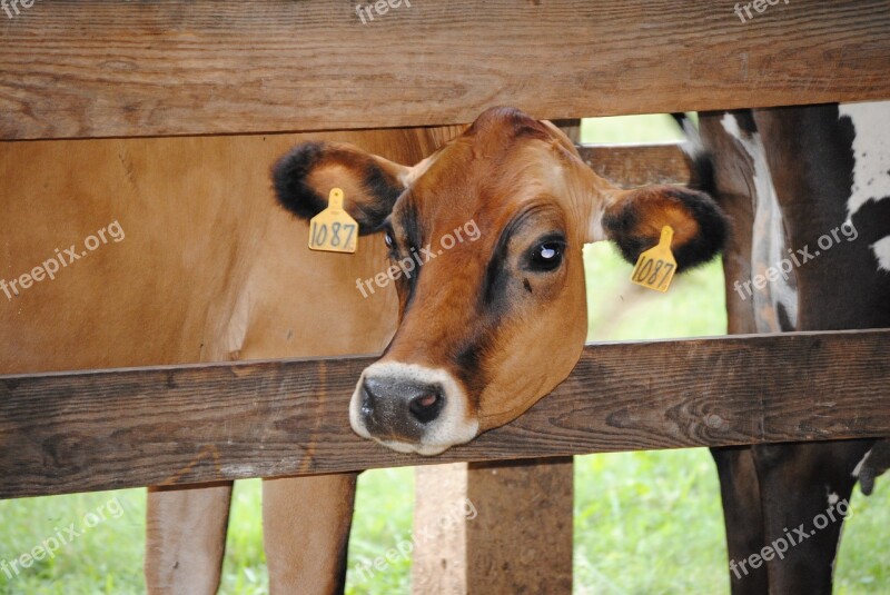 Cow Jersey Dairy Cattle Agriculture