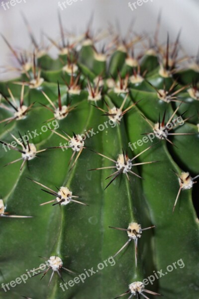 Cactus Green Sky Needles Meaty