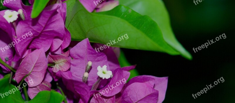 Tropical Flower Bougainvillea Hedgerow Free Photos