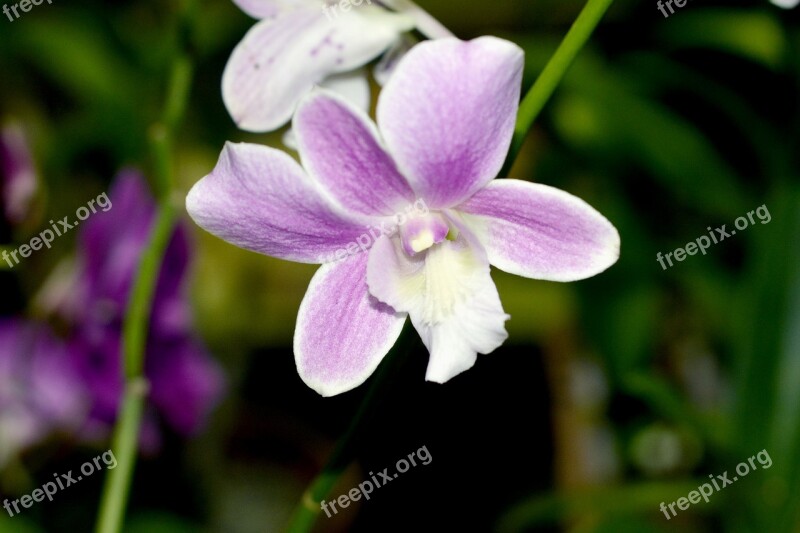 Orchid Flower Nature Exotic Caribbean