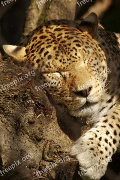 Leopard Mammal Animal Animals Nature