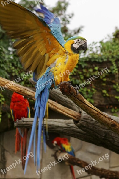 Macaw Ararauna Parrot Animal Volatile