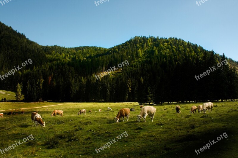 Landscape Cows Agricultural Wood Grass