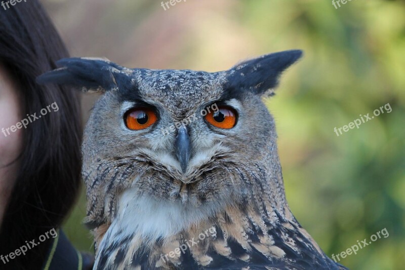 Eagle-owl Raptors Falconry Locarno Switzerland