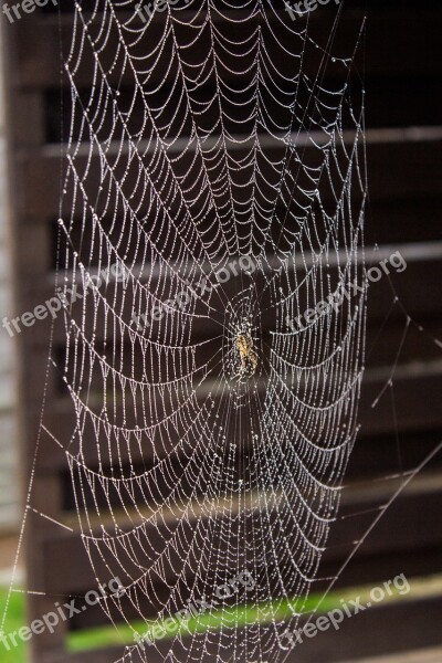 Spider Net Nature Animal Insect