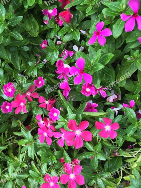 Vinca Wildflowers Magenta Grass Floral