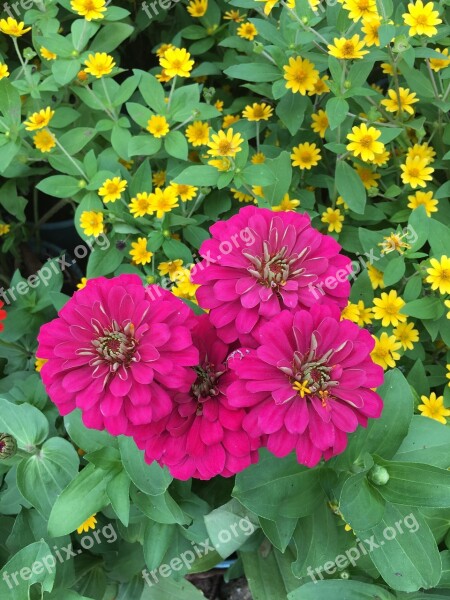 Zinnia Pink Garden Flower Petal