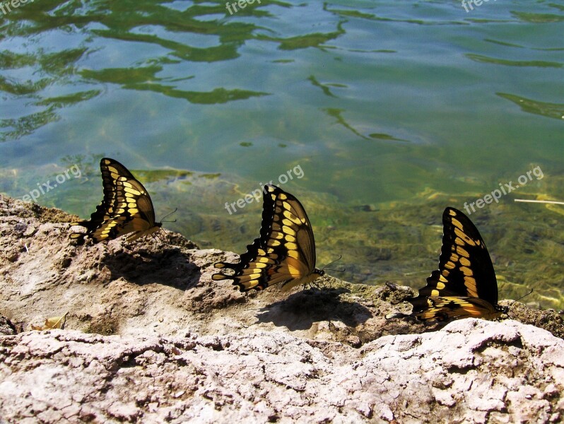 Butterflies Water Pond Thirsty Nature