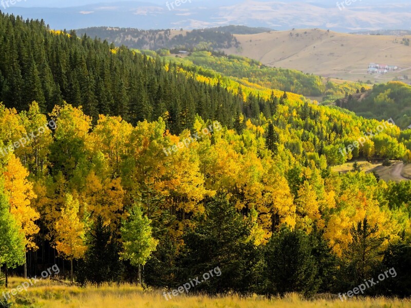 Aspens Trees Fall Forest Nature