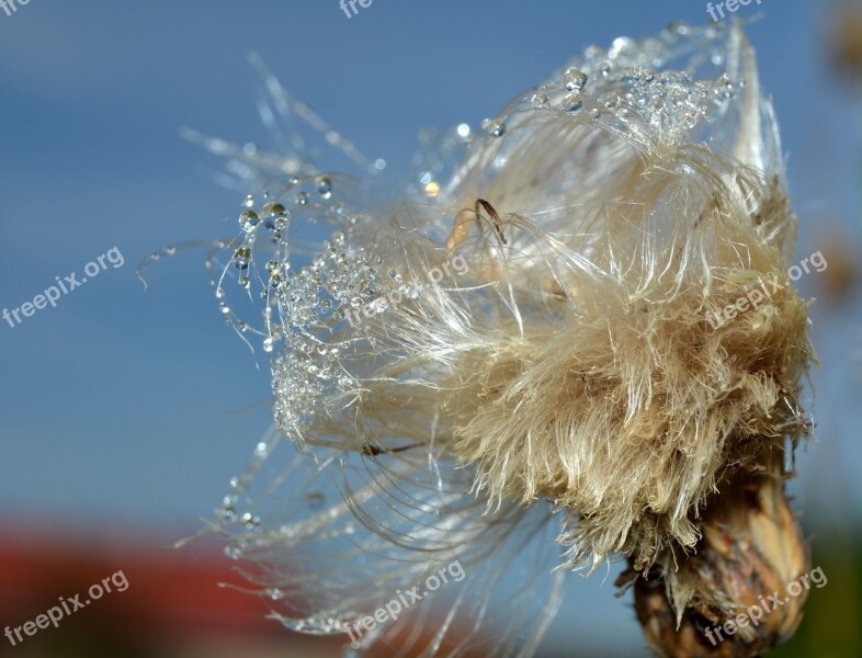 Thistle Chmíří Drops Dew Free Photos