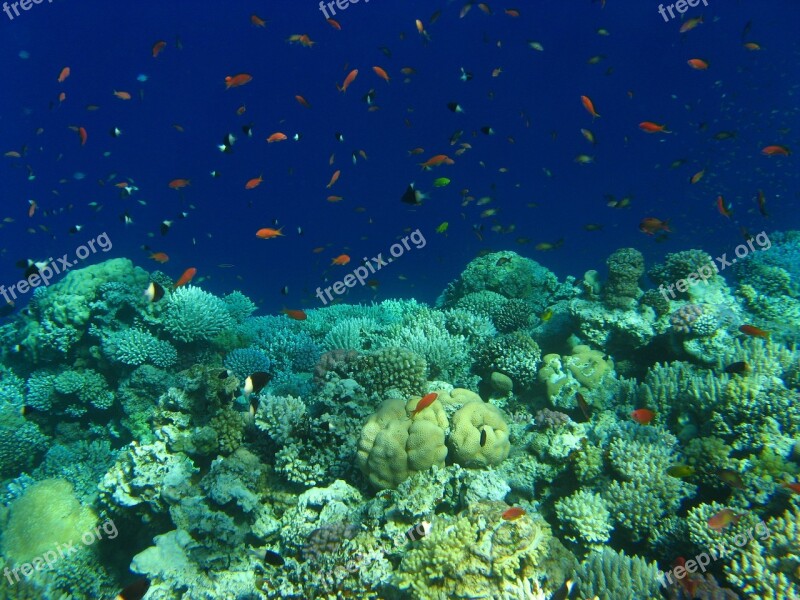 Egypt Red Sea Diving Corals Free Photos