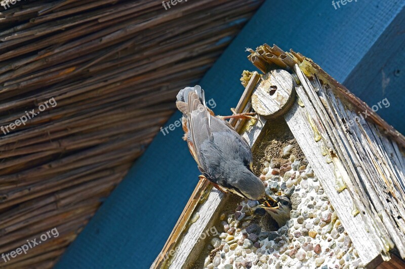 Kleiber Feeding Birds Free Photos