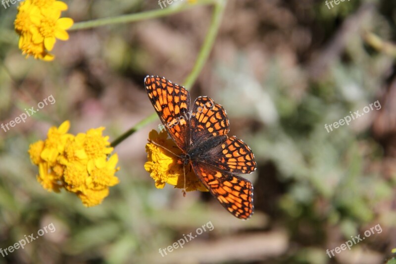 Butterfly Insect Monarch Orange Free Photos