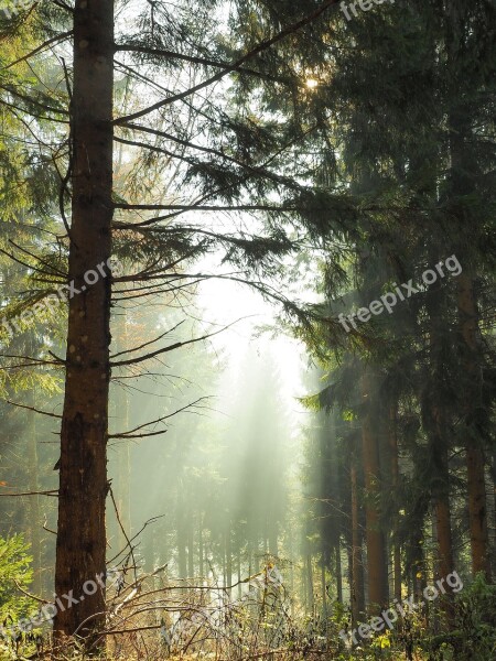 Clearing Wood Undergrowth Nature Fall