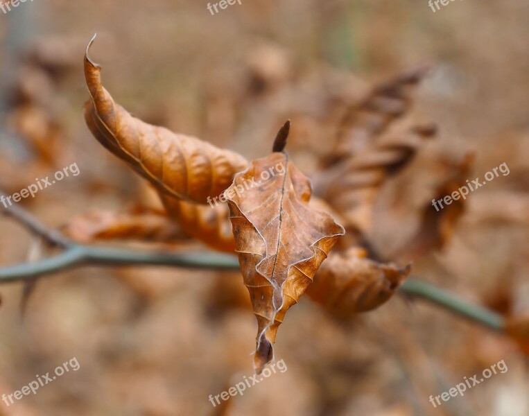 Leaves Fall Autumn Leaf Foliage Tree Leaf