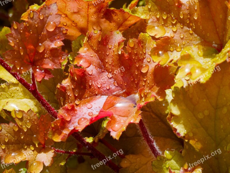 Autumn Leaves Nature Yellow Carpet Of Leaves Plant