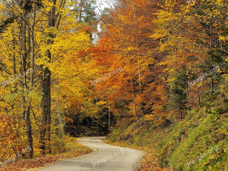 Autumn Landscape Fall Trees Forest Nature