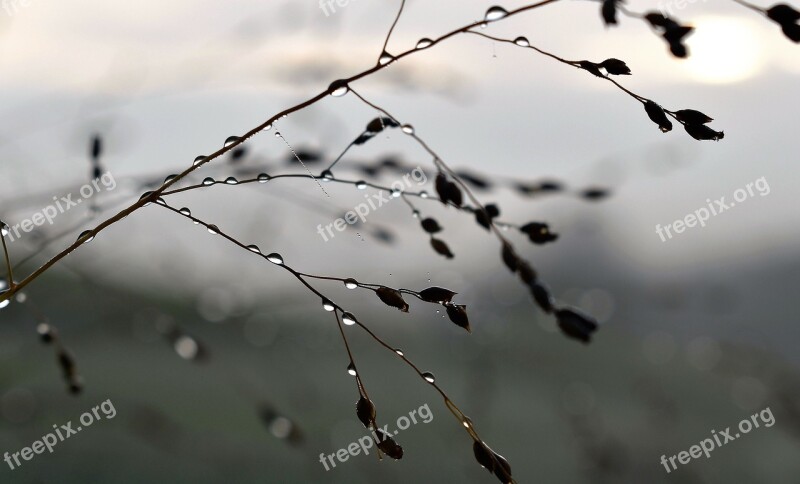 Autumn Nature Drop Of Water Dew Grasses