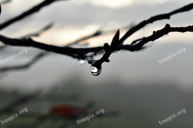 Drop Of Water Dew Dewdrop Autumn Leaf