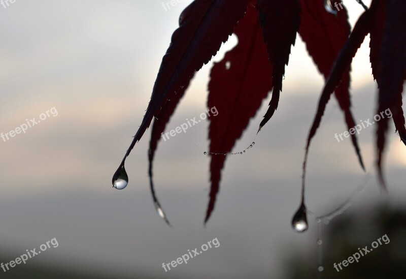 Drop Of Water Dew Dewdrop Autumn Leaf