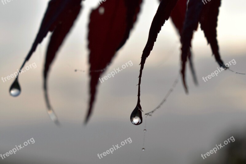 Drop Of Water Dew Dewdrop Autumn Leaf