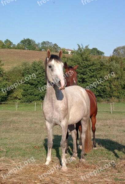 Horse Equine Horse Breeding Grey Barb Horse