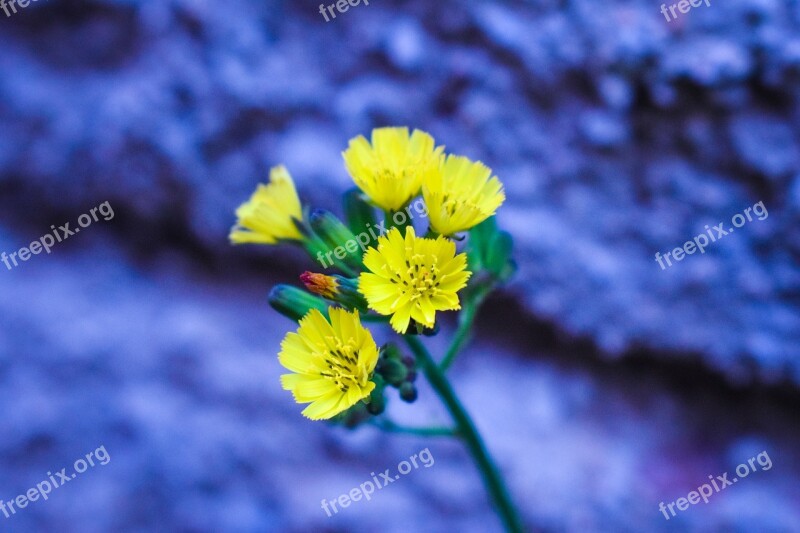 Yellow Flower Nature Color Plant Decoration