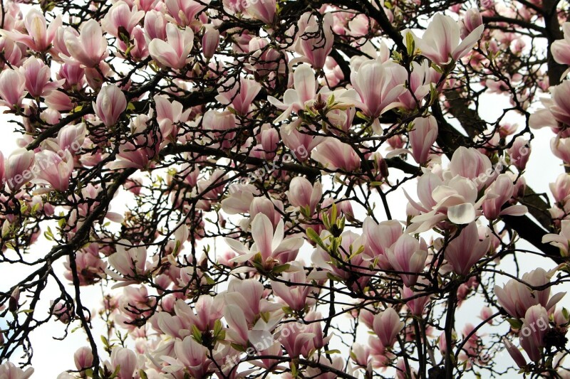 Magnolia Flowers Blossom Bloom Spring